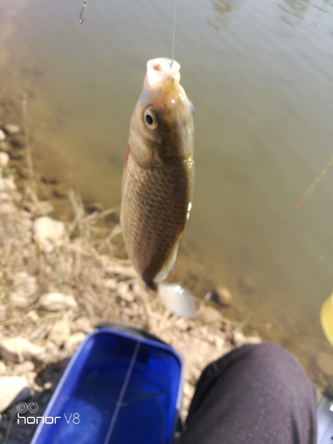 初春野河钓小杂鱼,野钓避杂鱼