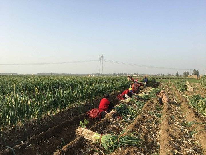章丘大葱的现状,大葱突然下跌是什么原因