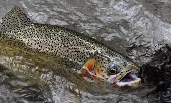 国内最贵的6种“顶级食材”，家里有矿才吃过，只能远观