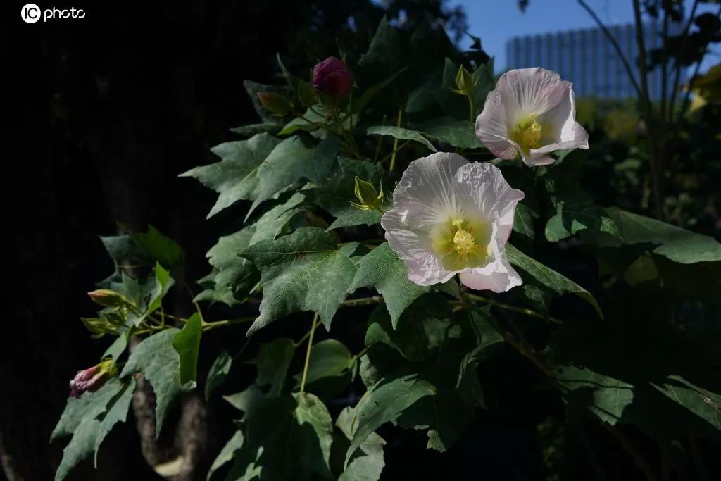 木芙蓉的花期,木芙蓉的花型图片