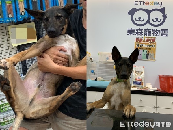 毛孩子有牙结石,毛孩子长牙结石了怎么办