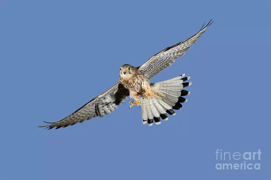 劲草嘉年华最新视频,2023年劲草嘉年华