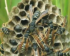 8名群众被黄蜂蜇致3人死亡5人受伤,广西人被黄蜂蜇死事件