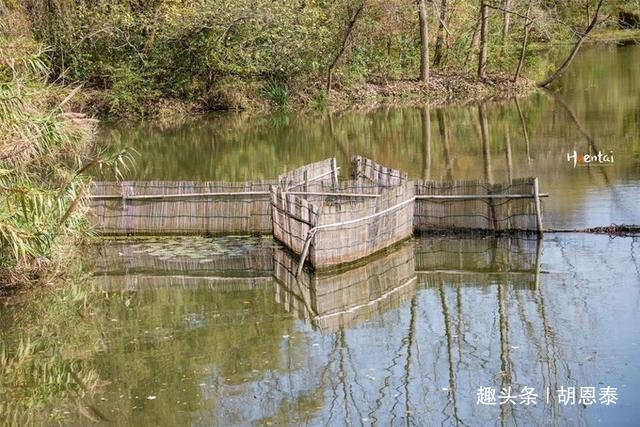 江苏有种名蟹全是“运动员”，用特殊工具捕捞，生长环境优质