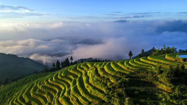 新化稻田抓泥鳅图片,新化捉泥鳅