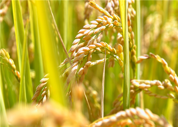 曹振华富源,富源金城路曹振华