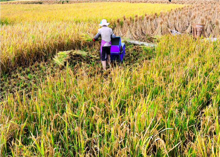 曹振华富源,富源金城路曹振华