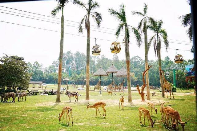 亲子游广州长隆动物园,广州长隆野生动物世界亲子游路线