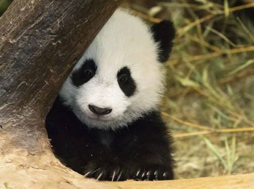 时尚圈已经开始动物保护了!我也不能掉队鸭