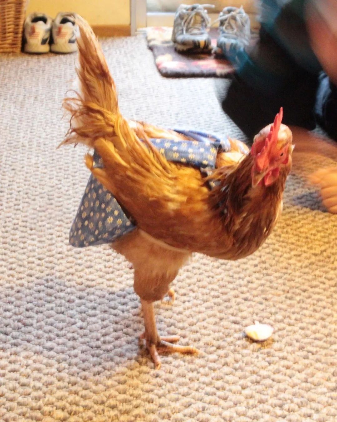 通过鸡来获得的优越感