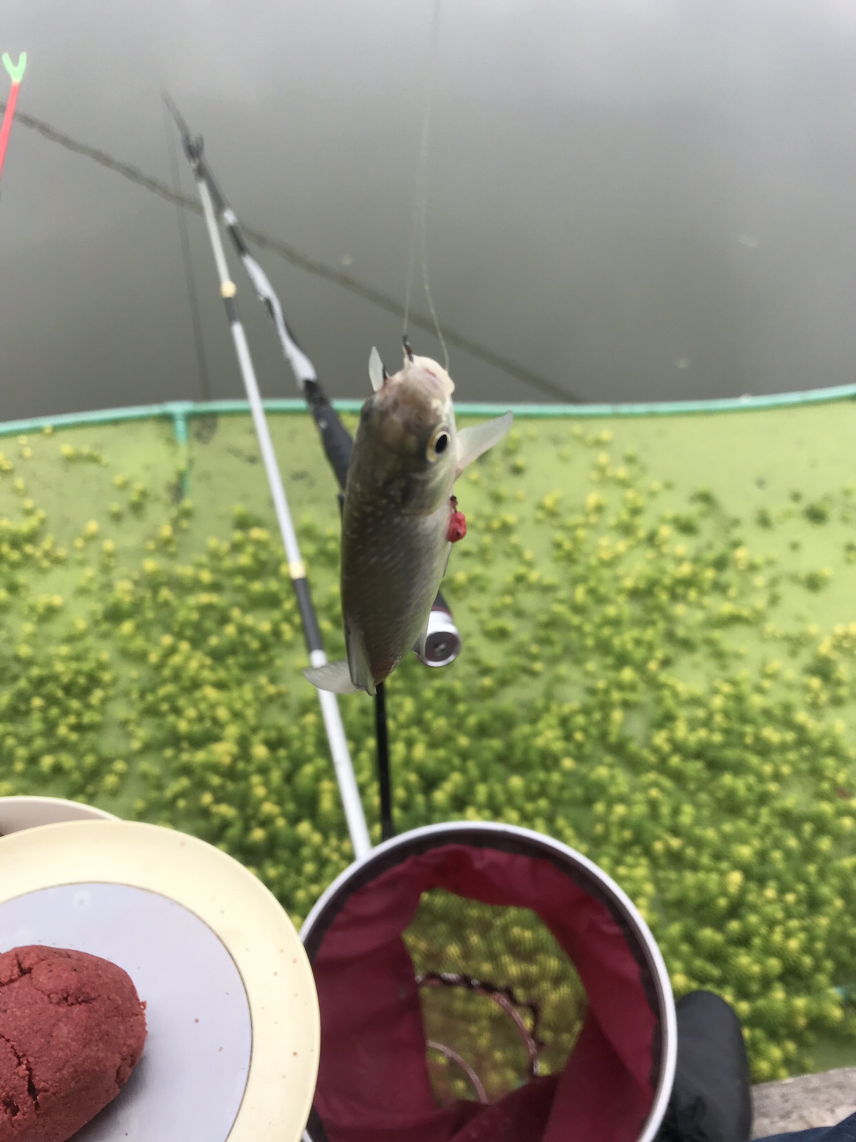 野钓垂钓实录,野钓钓鱼视频实战