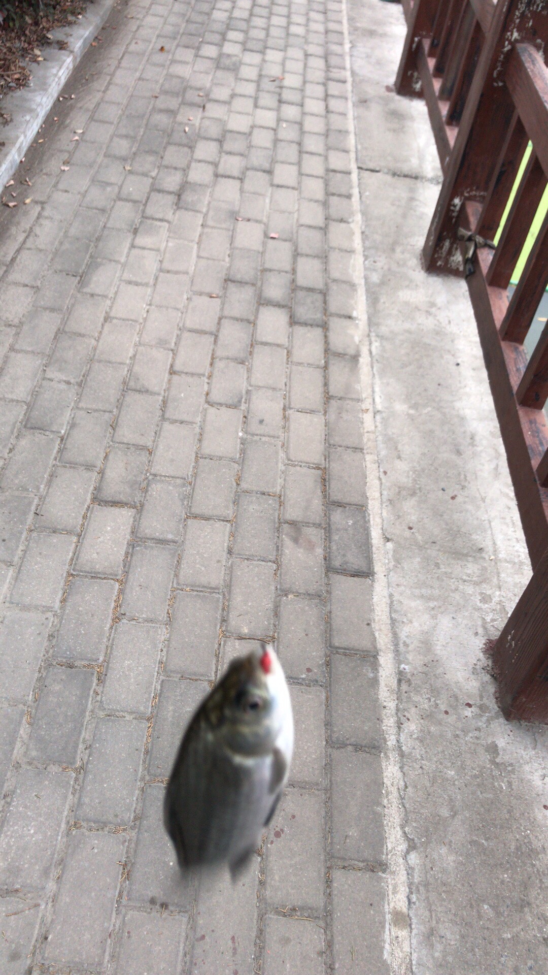 野钓垂钓实录,野钓钓鱼视频实战