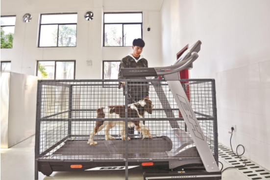 警犬的第一次攻击训练,警犬用每天训练吗