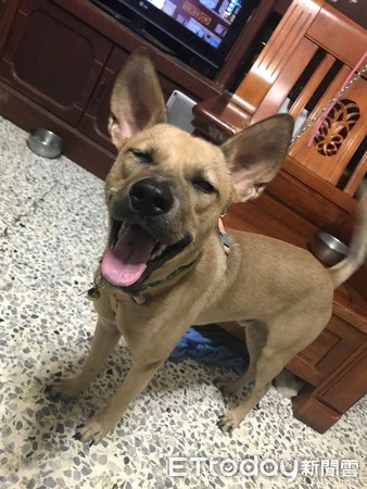 汪吃洁牙骨变身！性感翘臀秒电翻