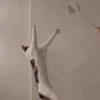 猫空中转体的动力学,猫空中转身的力学原理