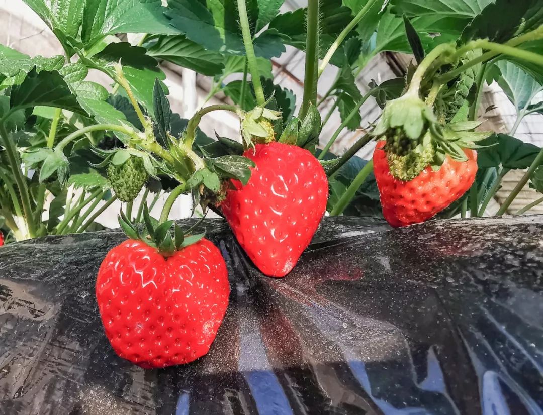 北京昌平草莓哪两个季节上市,昌平草莓什么时候熟