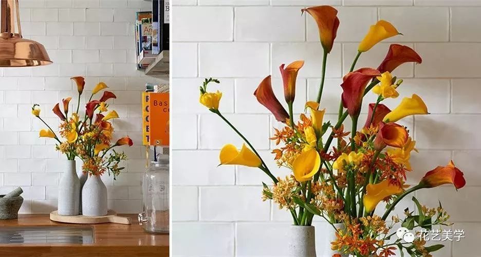 马蹄莲最普通品种开什么颜色花,花卉马蹄莲是什么样的