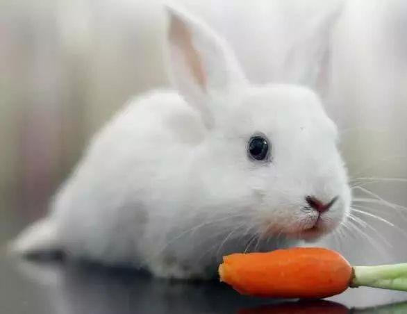 兔子喝水断肠而亡,为什么说兔子一喝水就会断肠