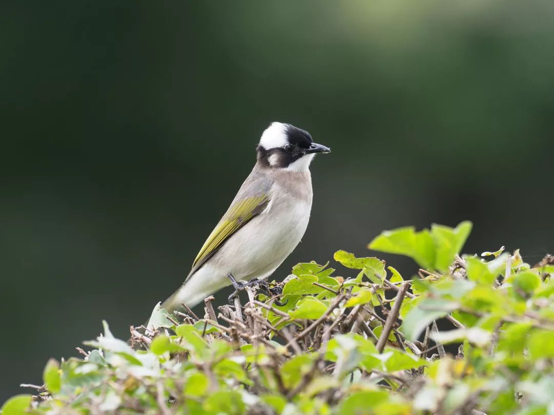 鹬鹛鹀䴓鸻鸫鹟鹎鹪鸲鹆䴙䴘鹒鸺鹠，你都认识吗？