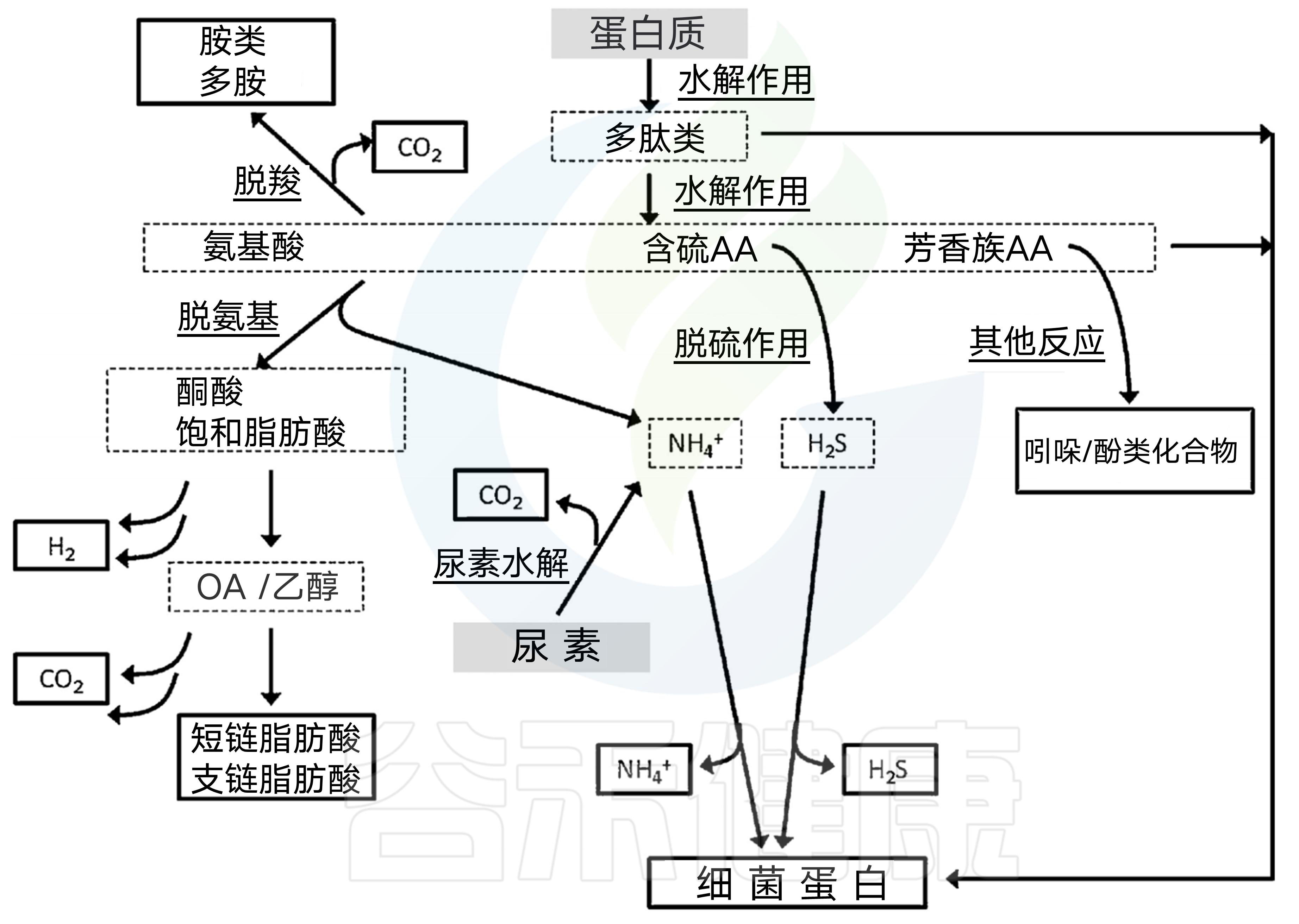 肠道菌群影响饮食文章,饮食与肠道菌群唇齿相依