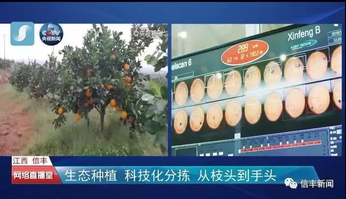 脐橙之乡信丰脐橙,信丰脐橙和赣南脐橙