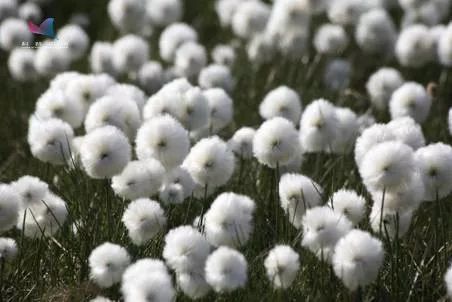 北极和南极哪里不一样,北极与南极