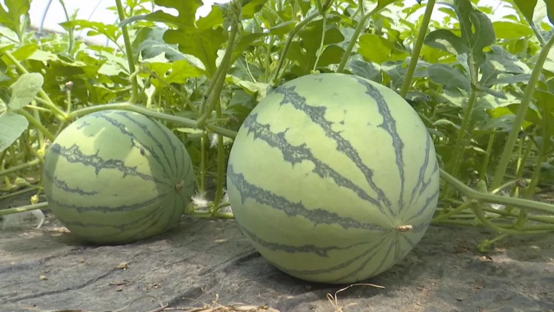 去一趟横溪，感受大型真香现场！