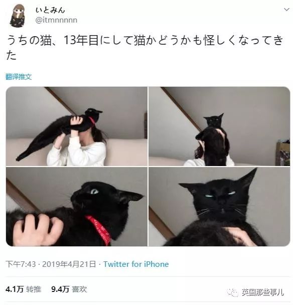 喵星人的日常图片大全,最好看的喵星人图片