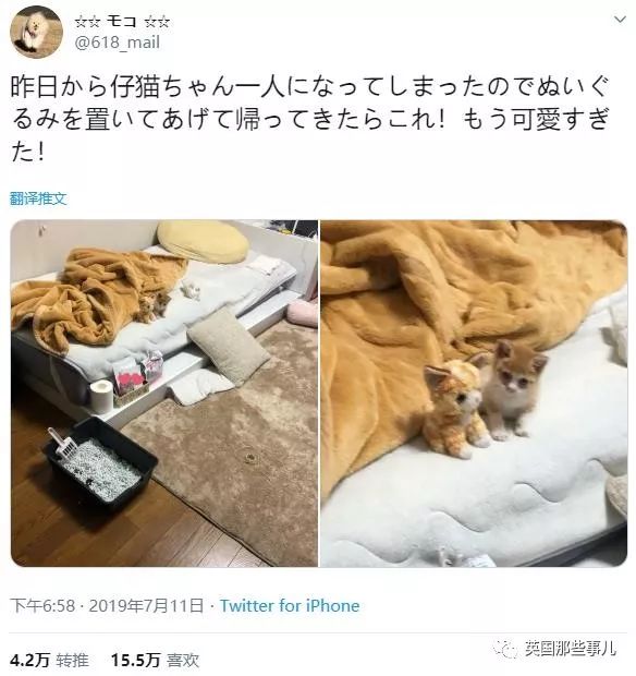 喵星人的日常图片大全,最好看的喵星人图片