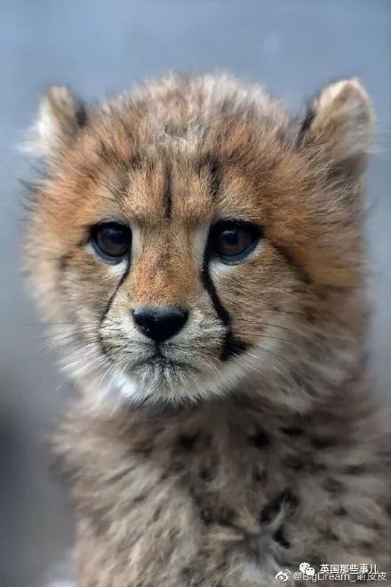 盘点喵星人的高光时刻,最好看的喵星人图片