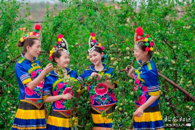 彝族漫山遍野的索玛花,索玛花盛开在高高的彝山