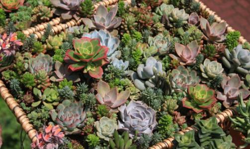 青州花卉基地花卉种植销售一体,山东青州花卉种苗