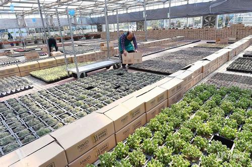 青州花卉基地花卉种植销售一体,山东青州花卉种苗