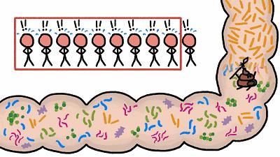 长寿排便的最好方法,长寿的最佳时间排便十次