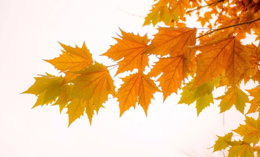 十首经典相思诗句,相思了无益诗句