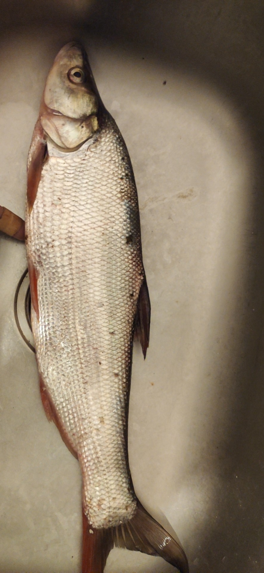 路亚和矶钓如何选择,台钓和路亚哪个烧钱