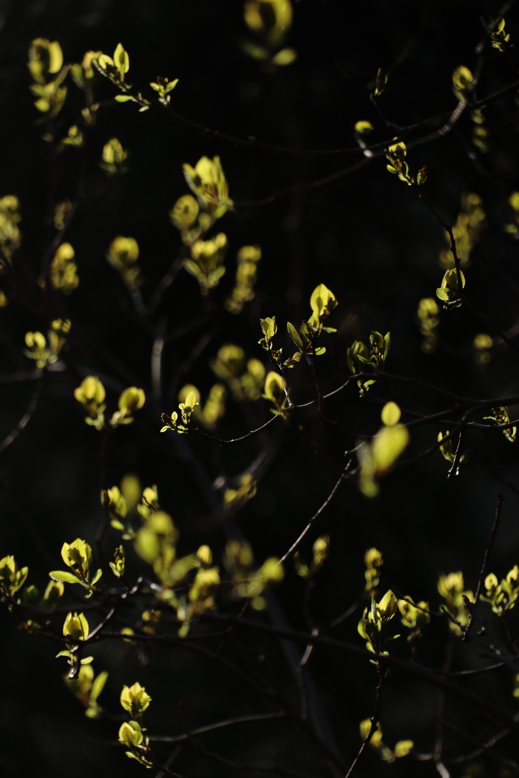尼康佳能宾得全幅相机比拼,尼康索尼佳能50mm1.2镜头对比