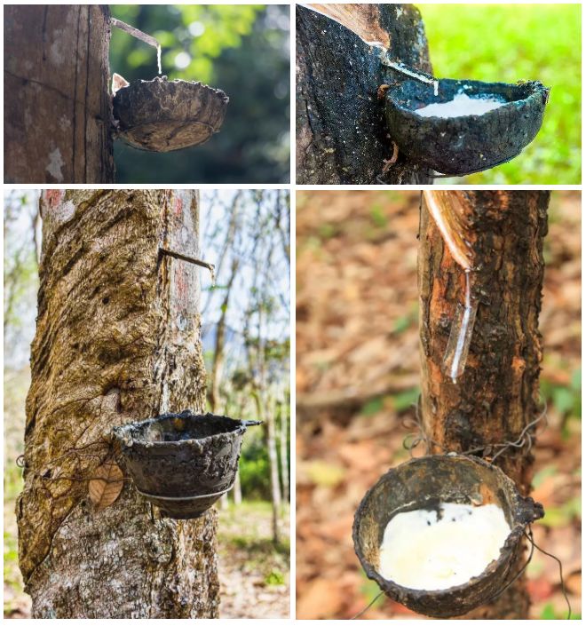 这个乳胶枕太强了！止鼾、防螨虫，全家适用的睡眠伴侣