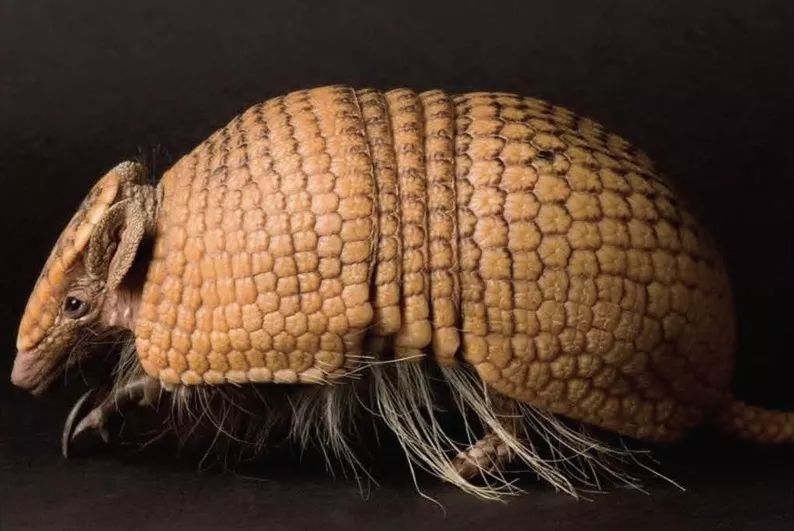 巴西世界杯吉祥物犰狳,巴西吉祥物世界杯