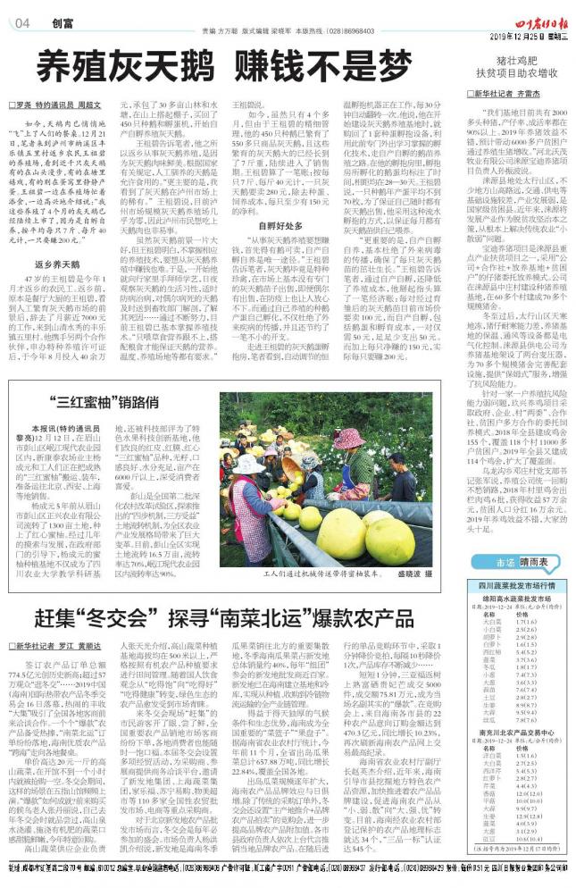 养灰天鹅走致富路,养殖黑天鹅致富