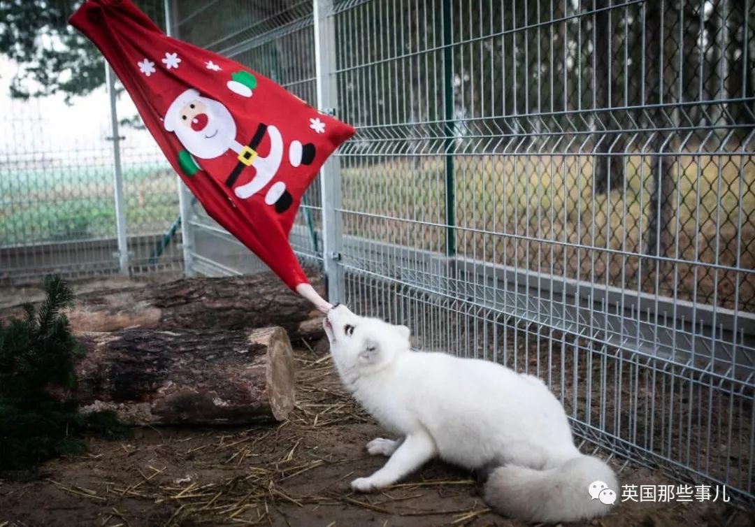 一只差点被做成皮草大衣的北极狐，如今白白胖胖过上了圣诞节