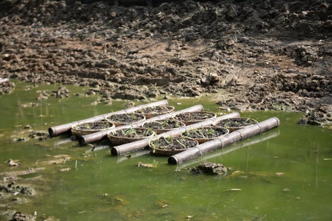 让农村人居环境更优美,让乡村生态环境更美