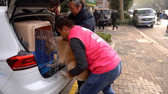 宠物也有专车司机了？一人一车，一年搭载6000多位宠物乘客