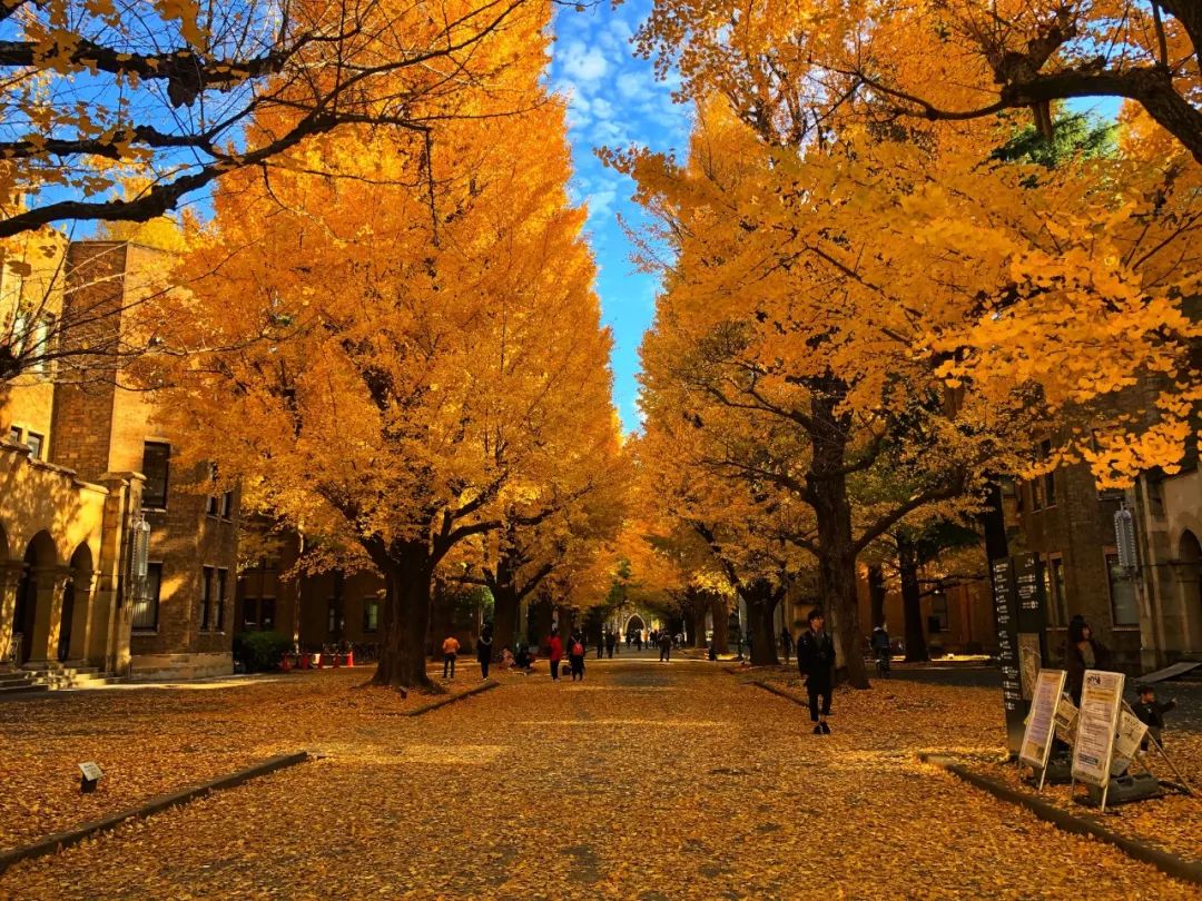 你有一份旅行指南,东京十五日游攻略