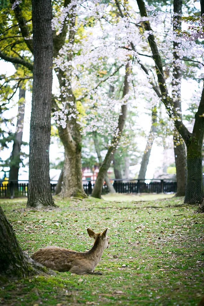 天涯咫尺，如见故人|2019小林摄影总结