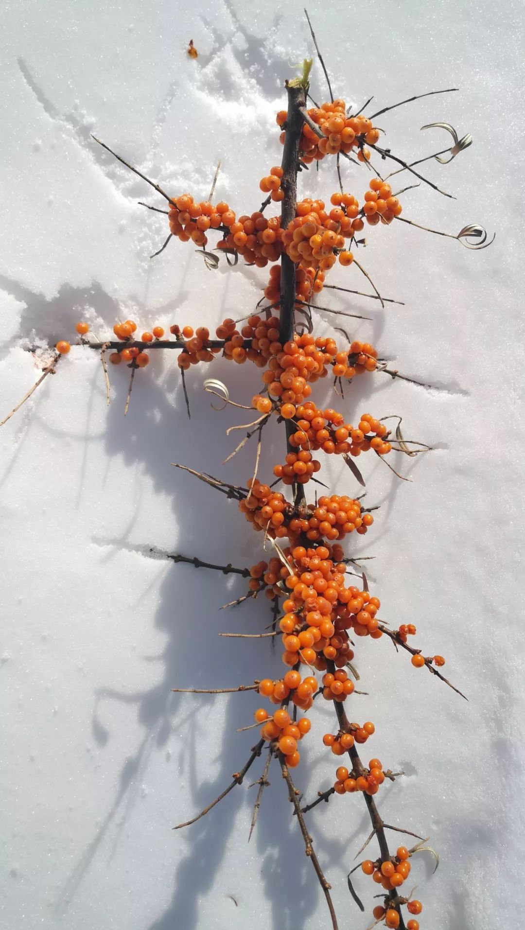 冬游草原天路,草原天路冬日自驾游攻略