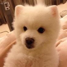 狗狗太活泼有多动症怎么办,狗狗有这些迹象说明狗狗是天才