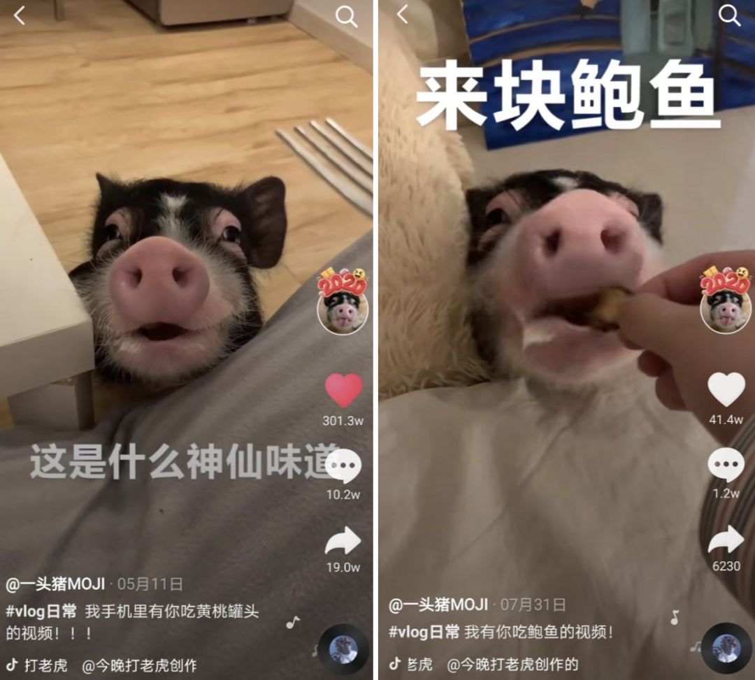 抖音大胃王4个月涨粉1400万！「浪胃仙」是怎么火起来的？