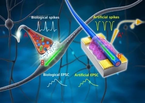 用氧化物定制人脑之梦