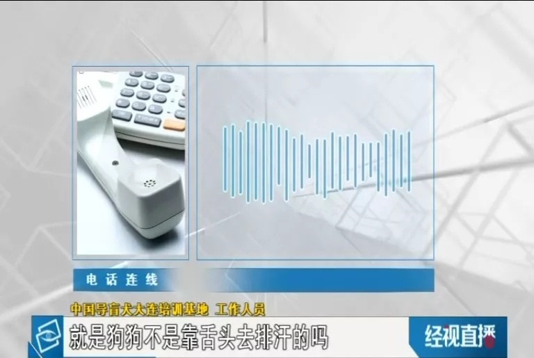 海底捞拒绝导盲犬进入,合肥海底捞导盲犬事件